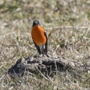 Petroica phoenicea at Dunlop, ACT - 30 Jul 2019 10:59 AM