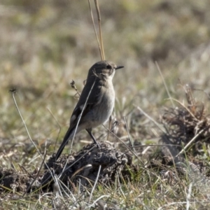 Petroica phoenicea at Dunlop, ACT - 30 Jul 2019 10:59 AM