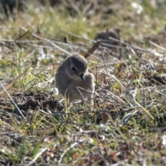 Petroica phoenicea at Dunlop, ACT - 30 Jul 2019 10:59 AM