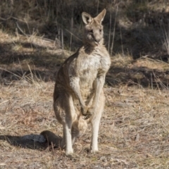 Macropus giganteus (Eastern Grey Kangaroo) at Dunlop, ACT - 30 Jul 2019 by AlisonMilton