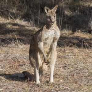 Macropus giganteus at Dunlop, ACT - 30 Jul 2019