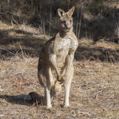 Macropus giganteus (Eastern Grey Kangaroo) at Dunlop, ACT - 30 Jul 2019 by AlisonMilton