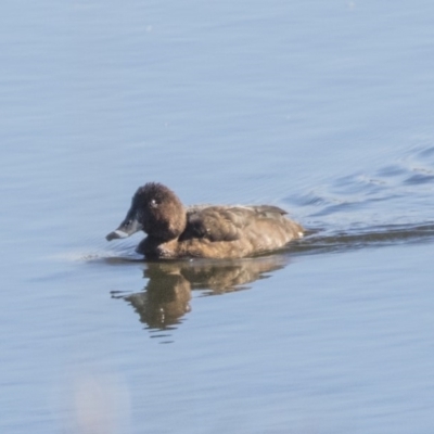 Aythya australis (Hardhead) at Dunlop, ACT - 30 Jul 2019 by AlisonMilton