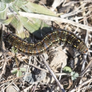 Apina callisto at Dunlop, ACT - 30 Jul 2019 12:16 PM