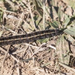 Apina callisto (Pasture Day Moth) at Macgregor, ACT - 30 Jul 2019 by AlisonMilton