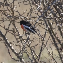 Petroica boodang (Scarlet Robin) at Dunlop, ACT - 30 Jul 2019 by AlisonMilton