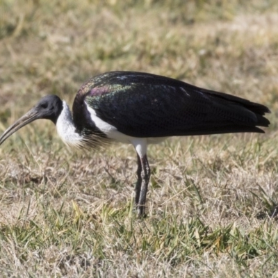 Threskiornis spinicollis (Straw-necked Ibis) at Greenway, ACT - 23 Jul 2019 by AlisonMilton