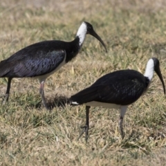 Threskiornis spinicollis at Greenway, ACT - 23 Jul 2019