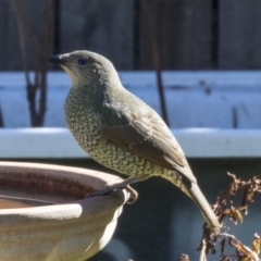 Ptilonorhynchus violaceus (Satin Bowerbird) at Higgins, ACT - 22 Jul 2019 by AlisonMilton