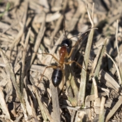Camponotus consobrinus (Banded sugar ant) at Macgregor, ACT - 30 Jul 2019 by AlisonMilton