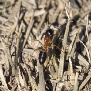 Camponotus consobrinus at Macgregor, ACT - 30 Jul 2019