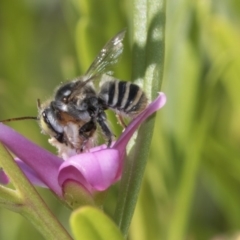 Megachile (Eutricharaea) sp. (subgenus) (Leaf-cutter Bee) at Higgins, ACT - 13 Mar 2018 by AlisonMilton