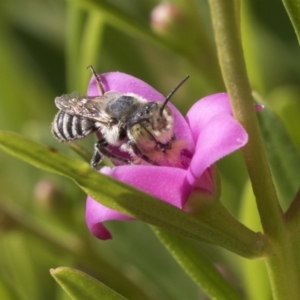 Megachile (Eutricharaea) sp. (genus & subgenus) at Higgins, ACT - 13 Mar 2018