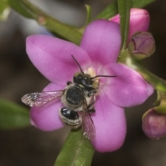 Megachile (Eutricharaea) sp. (genus & subgenus) at Higgins, ACT - 13 Mar 2018