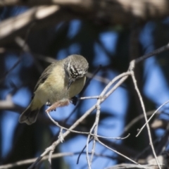 Acanthiza chrysorrhoa (Yellow-rumped Thornbill) at Dunlop, ACT - 30 Jul 2019 by Alison Milton