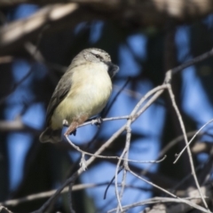 Acanthiza chrysorrhoa at Dunlop, ACT - 30 Jul 2019