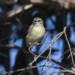 Acanthiza chrysorrhoa at Dunlop, ACT - 30 Jul 2019