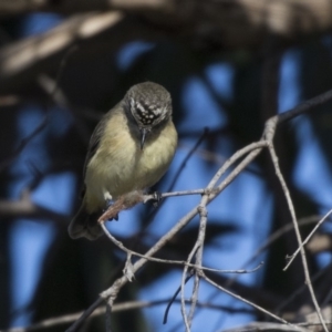 Acanthiza chrysorrhoa at Dunlop, ACT - 30 Jul 2019