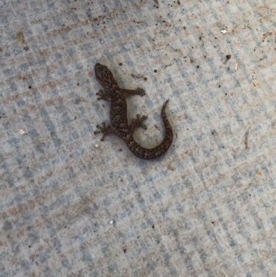 Christinus marmoratus (Southern Marbled Gecko) at Gilmore, ACT - 3 Aug 2019 by ChrisLiddiard