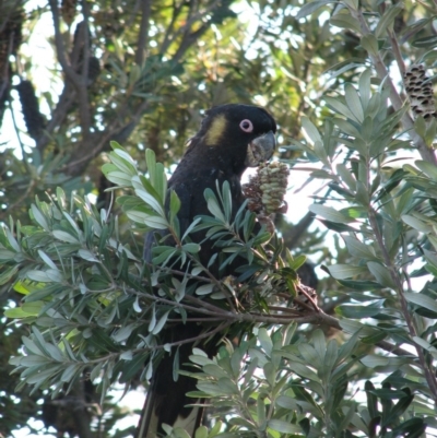 Zanda funerea (Yellow-tailed Black-Cockatoo) at Gilmore, ACT - 5 Feb 2008 by ChrisLiddiard