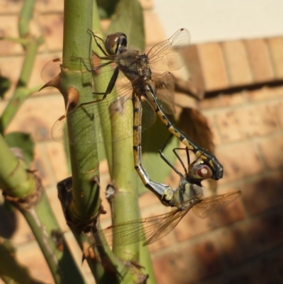 Hemicordulia tau (Tau Emerald) at Gilmore, ACT - 24 Feb 2011 by ChrisLiddiard