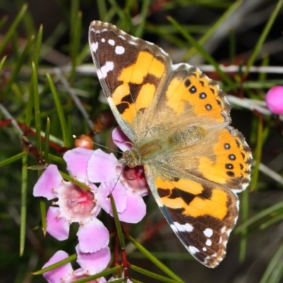Vanessa kershawi (Australian Painted Lady) at Acton, ACT - 2 Aug 2019 by TimL