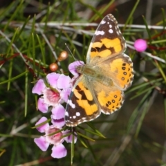 Vanessa kershawi at Acton, ACT - 2 Aug 2019 02:13 PM