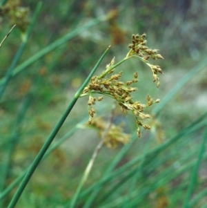 Schoenoplectus tabernaemontani at Banks, ACT - 30 Dec 2000