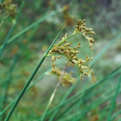 Schoenoplectus validus (River Club-rush) at Rob Roy Range - 29 Dec 2000 by michaelb