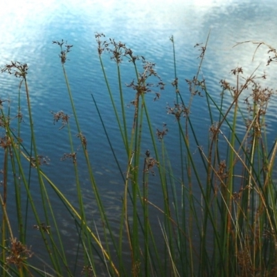 Schoenoplectus tabernaemontani (River Club-rush) at Conder, ACT - 21 Apr 2000 by MichaelBedingfield