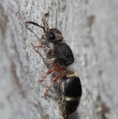 Mutillidae (family) (Unidentified Mutillid wasp or velvet ant) at ANBG - 2 Aug 2019 by TimL