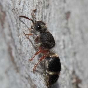 Mutillidae (family) at ANBG - 2 Aug 2019