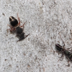 Mutillidae (family) at ANBG - 2 Aug 2019 12:39 PM