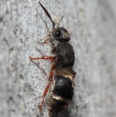 Mutillidae (family) at ANBG - 2 Aug 2019