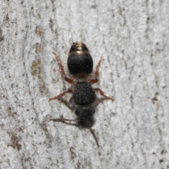 Mutillidae (family) at ANBG - 2 Aug 2019