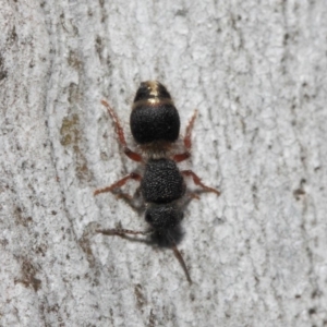 Mutillidae (family) at ANBG - 2 Aug 2019 12:39 PM