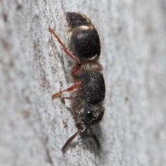 Mutillidae (family) at ANBG - 2 Aug 2019 12:39 PM