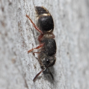 Mutillidae (family) at ANBG - 2 Aug 2019 12:39 PM