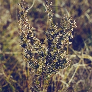 Cryptandra amara at Conder, ACT - 25 Jul 2000