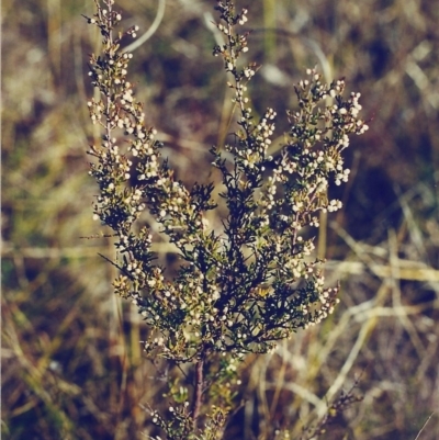 Cryptandra amara (Bitter Cryptandra) at Tuggeranong Hill - 24 Jul 2000 by michaelb