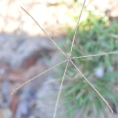 Chloris truncata (Windmill Grass) at Wamboin, NSW - 9 Feb 2019 by natureguy