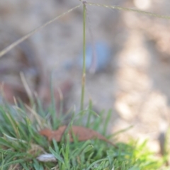 Chloris truncata at Wamboin, NSW - 9 Feb 2019 11:01 AM