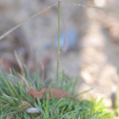Chloris truncata at Wamboin, NSW - 9 Feb 2019