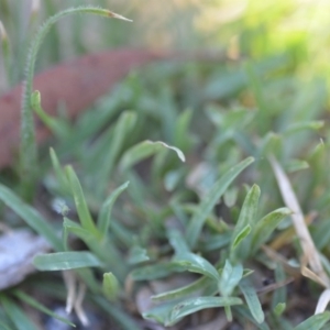 Chloris truncata at Wamboin, NSW - 9 Feb 2019