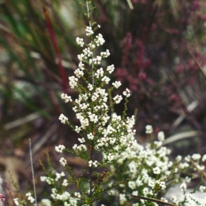 Cryptandra amara at Conder, ACT - 10 Jul 2001