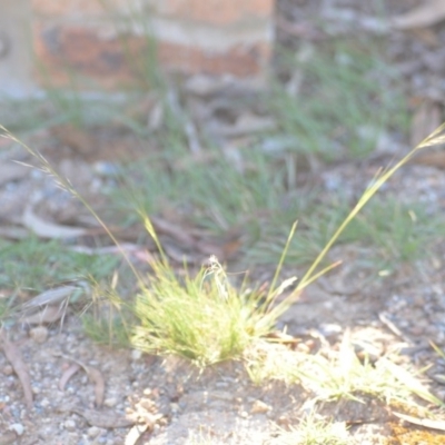 Austrostipa scabra subsp. falcata (Rough Spear-grass) at Wamboin, NSW - 9 Feb 2019 by natureguy