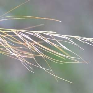 Austrostipa scabra subsp. falcata at Wamboin, NSW - 9 Feb 2019