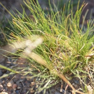Austrostipa scabra subsp. falcata at Wamboin, NSW - 9 Feb 2019