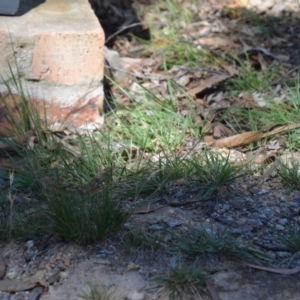 Austrostipa scabra subsp. falcata at Wamboin, NSW - 9 Feb 2019