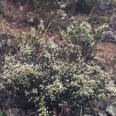 Cryptandra amara (Bitter Cryptandra) at Rob Roy Range - 9 Jul 2001 by michaelb